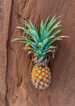 One pineapple ripe fruit on sand backgroundの写真素材