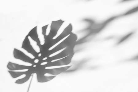 shadows monstera leaf on concrete textured wall surface background. White and Black toneの写真素材
