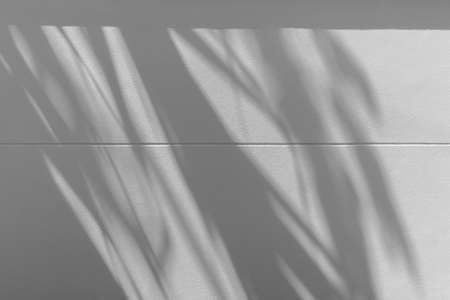 abstract blur of shadows leaf on white cement wall backgroundの写真素材