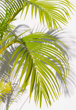 palm leaf and shadows on a white backgroundの写真素材
