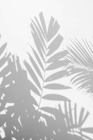 abstract background blur of shadows palm leaf on a white wall