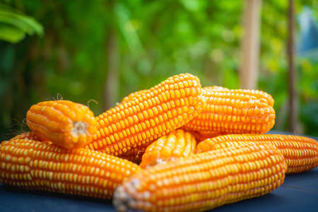 ripe yellow dried corn on wooden tableの写真素材