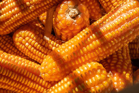 close up of pile ripe yellow dried corn harvestedの写真素材