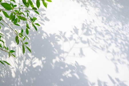 abstract background of shadows and green leaf on a white wall.の写真素材