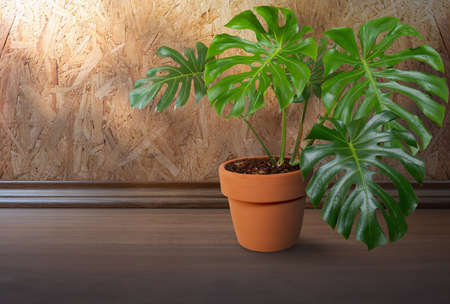 Monstera tree in pots on the wood floor in house, House plantの写真素材