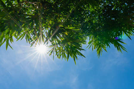 Natural background of green bamboo leaves with sunshine in blue skyの写真素材