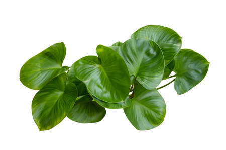 green leaf of Homalomena expedita Ornamental plants in the garden isolated on white background grow in water with clipping pathの写真素材