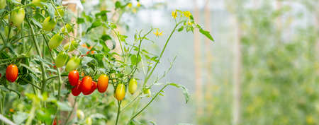 red cherry tomato on vine in agricultural garden is healthy fruit with copy space use for background...