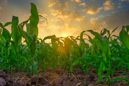 green corn field in agricultural garden and light shines sunsetの写真素材
