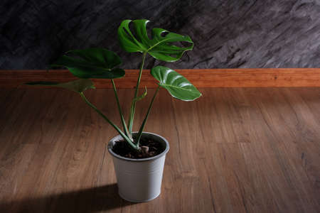 close-up of Monstera plant in white  pots on wooden floor decorate in room with shadowの写真素材