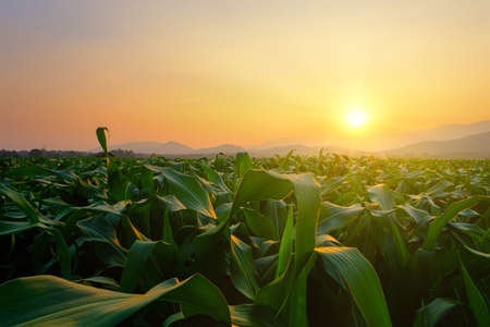 green corn field in agricultural garden and light shines sunsetの写真素材
