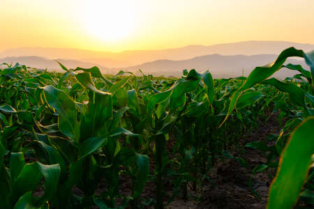 green corn field in agricultural garden and light shines sunsetの写真素材