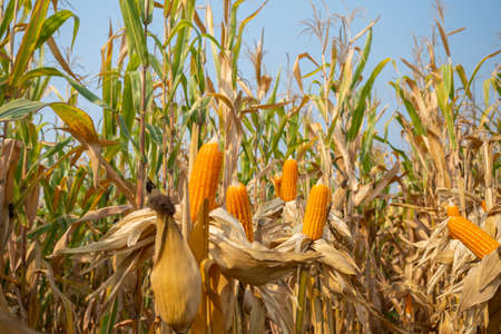 yellow ripe corn on stalks for harvest in agricultural cultivated fieldの写真素材