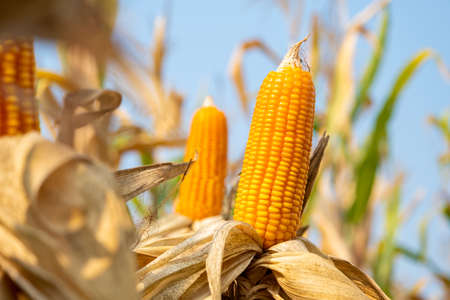 close-up yellow ripe corn on stalks for harvest in agricultural cultivated fieldの写真素材