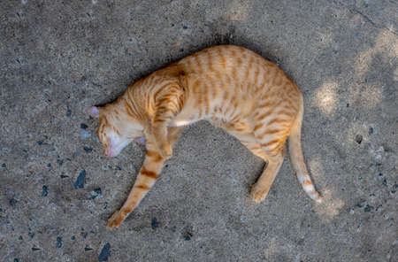 Orange fur cat lying happily on old rough concrete floor, close-up and high angleの写真素材