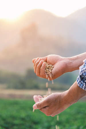 white beans seed in farmer hand pouring into hand with plantation farm background at evening with sunshine, industrial agriculture, Vertical imageの写真素材