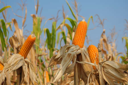 close-up yellow ripe corn on stalks for harvest in agricultural cultivated fieldの写真素材