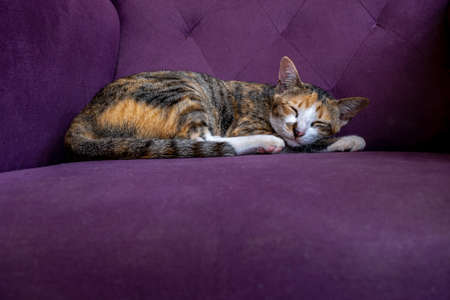 Multicolored  fur cat sleeping on purple sofa with copy spaceの写真素材
