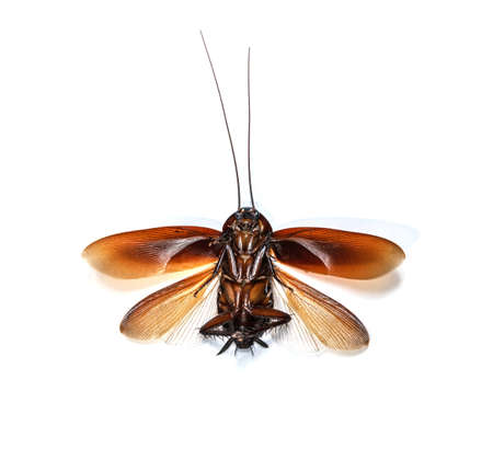 Cockroach spread wings isolated on white