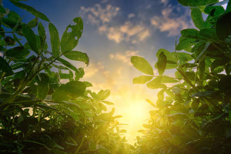 low angle of peanuts plantation in countryside at evening with sunshine, industrial agricultureの写真素材