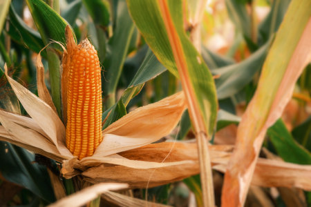 close-up yellow ripe corn on stalks for harvest in agricultural cultivated fieldの写真素材