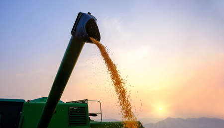 corn grains falling from combine harvesting with light shines sunset in the evening
