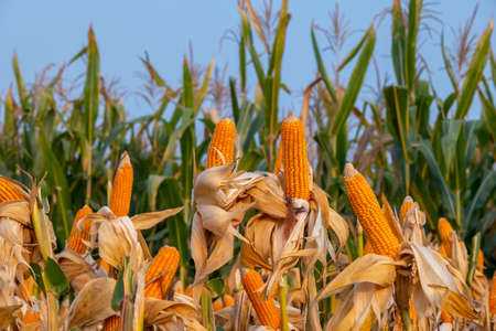 yellow ripe corn on stalks for harvest in agricultural cultivated field in the dayの写真素材