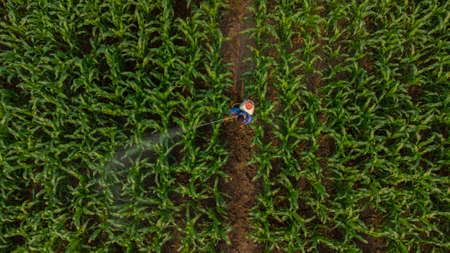 Aerial view above farmers spraying pesticides plants in corn field using an automatic machineの写真素材