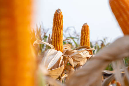yellow ripe corn on stalks for harvest in agricultural cultivated field in the dayの写真素材