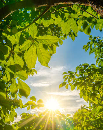 sun shining through the frame green leaves with ray of light in the forest, Vertical imageの写真素材