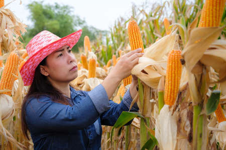 asian woman farmer inspect quality yellow ripe corn on stalks for harvest in agricultural corn field Thailandの写真素材