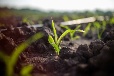 maize corn seedling in the agricultural plantation in the evening, Young green cereal plant growing in the cornfield, animal feed agricultural industryの写真素材