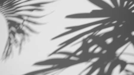 shadows palm leaf overlay on white concrete wall texture background, summer concept