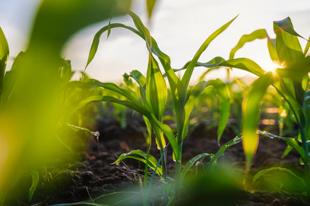 young green maize corn in the agricultural cornfield, agronomy, animal feed agricultural industry, low angle viewの写真素材