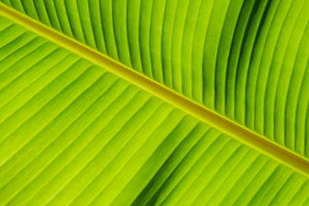 macro close up surface of green banana leaf background, beauty in natureの写真素材