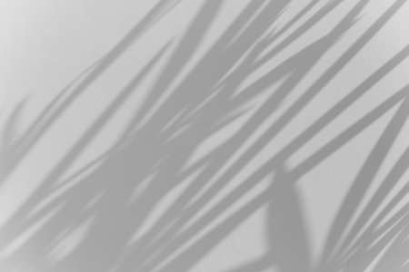 shadows palm leaf blur overlay on white wall texture backgroundの写真素材
