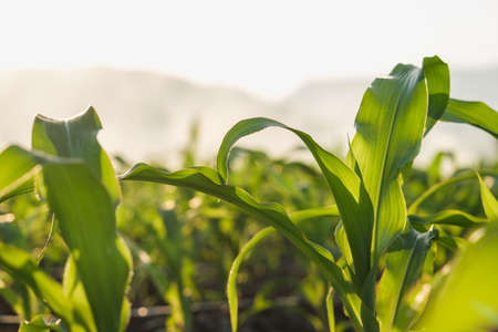 young green maize corn in the agricultural cornfield in the evening and light shines sunset, animal...