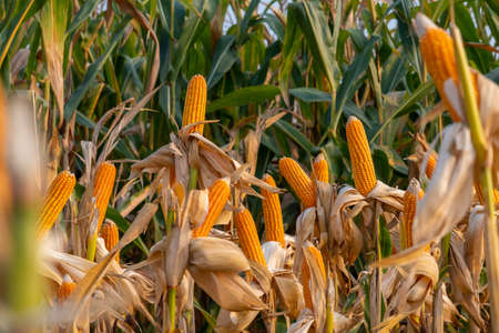 yellow ripe corn on stalks for harvest in agricultural cultivated field in the dayの写真素材