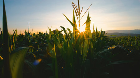 maize corn crops in agricultural plantation in the evening with sunset, cereal plant, animal feed agricultural industry, Beautiful landscapeの写真素材