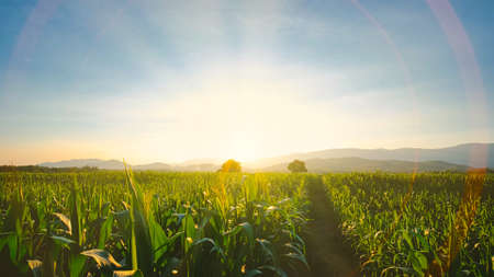 maize corn crops in agricultural plantation in the evening with sunset, cereal plant, animal feed agricultural industry, Beautiful landscapeの写真素材