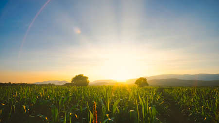maize corn crops in agricultural plantation in the evening with sunset, cereal plant, animal feed agricultural industry, Beautiful landscapeの写真素材