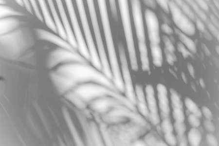 shadows palm leaf blur overlay on white wall texture background, summer concept, White and Black, beauty in natureの写真素材