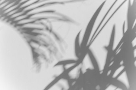 shadows palm leaf blur overlay on white wall texture background, summer concept, White and Black, beauty in natureの写真素材