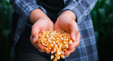 yellow ripe corn grain in woman farmer hand pouring with plantation farm background, industrial agricultureの写真素材