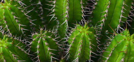 green macro cactus background with thorns, beautiful in natureの写真素材