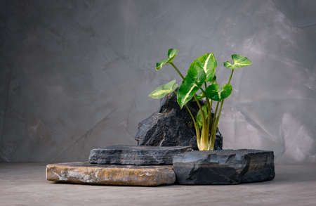 dark stone podium stage for show product with Arrowhead vine plant on concrete wall background, display product stand, ornamental plantの写真素材