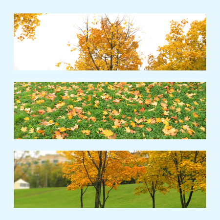 Set horizontal Autumn photo banners. 3 bright autumn background for banners. Autumn trees, leaves on...