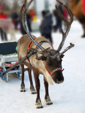 Reindeer harnessed to a cart in the winter on holiday in the city. Closeupの写真素材