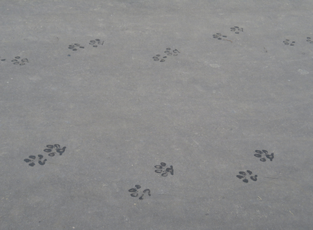 Wet dog prints on the pavement. Dog paws animal tracks imprinted on concrete surface background. passed through the puddle. Closeupの写真素材