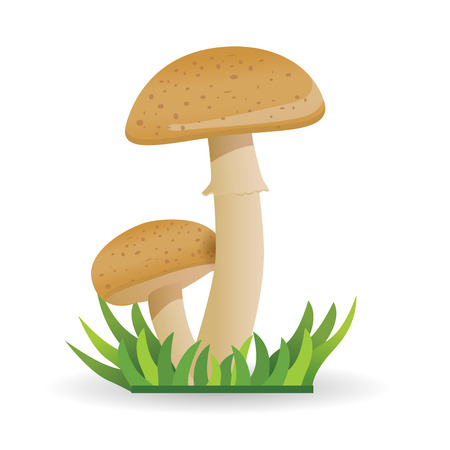 Edible mushrooms. vegetable healthy food. mushrooms isolated on white background.のイラスト素材
